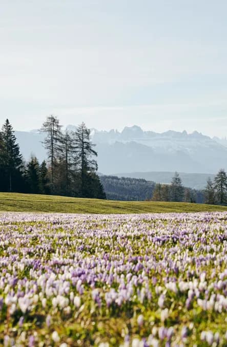 Frühsommer im Anderlahn erleben